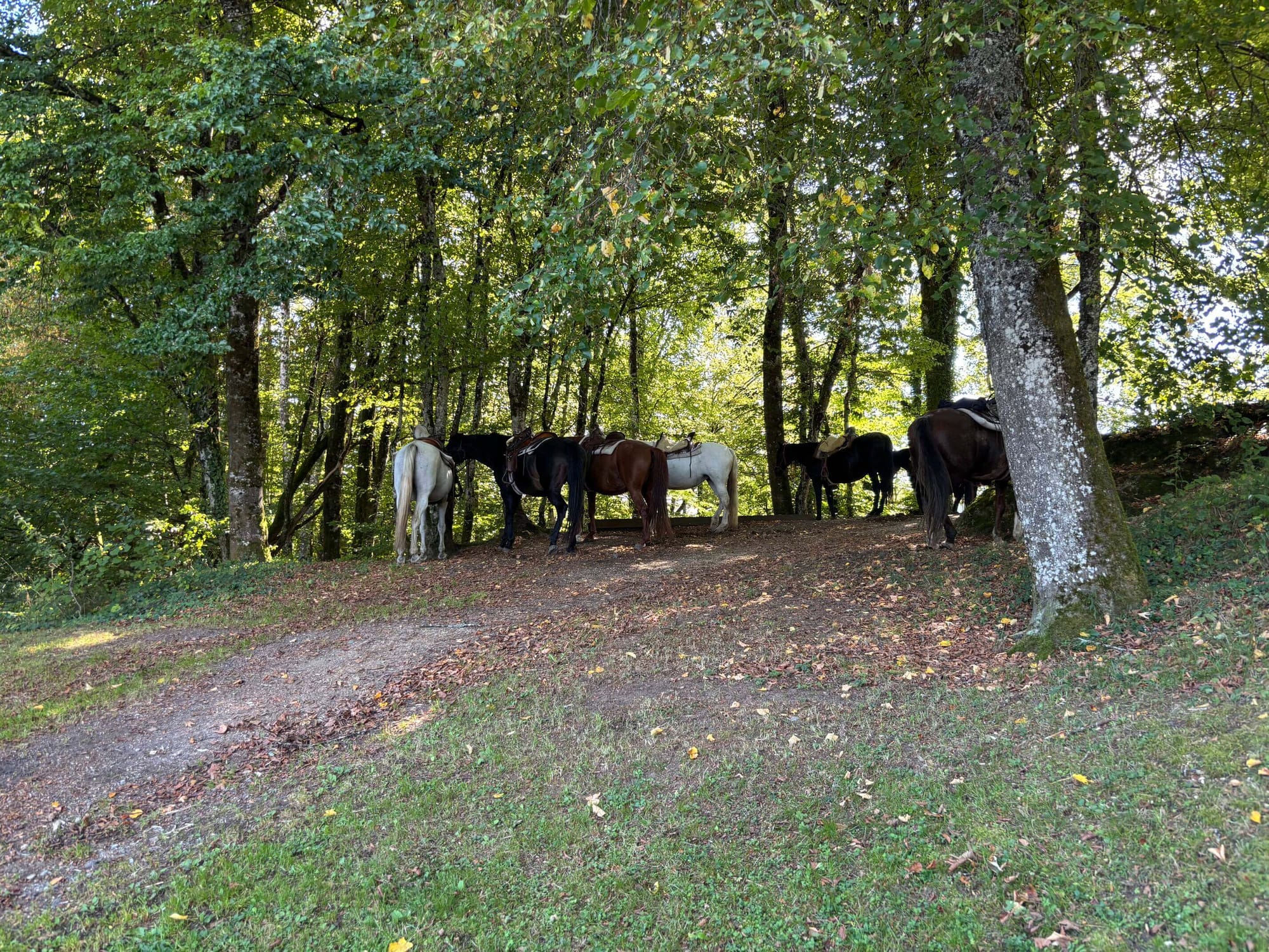 Cowboymodus activated: paardrijden in Duitsland!